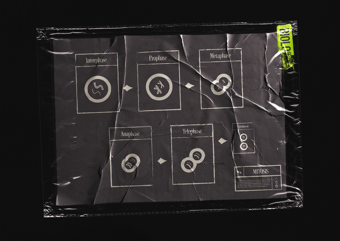 Close-up of the definition of Mitosis on crumpled paper