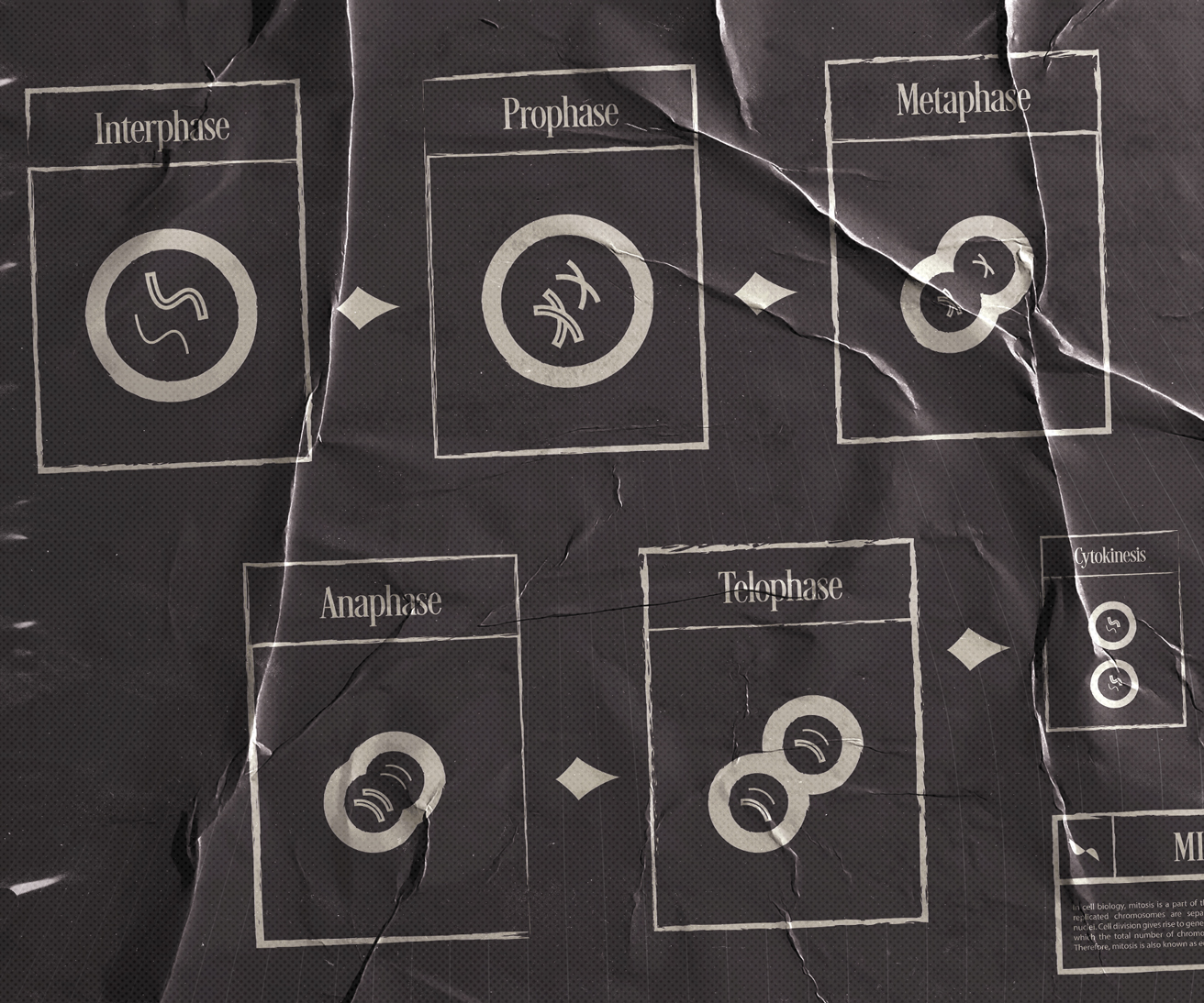 Close-up of the phases of mitosis illustrations