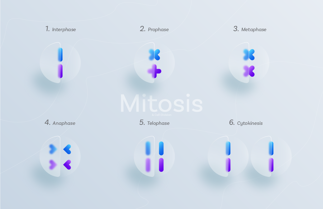 version two of the process of mitosis